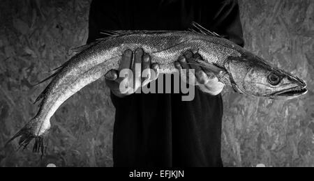 B/W image of a man's hands holding a large fresh hake (merluccius) Stock Photo