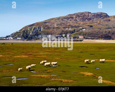 Sheep grazing on mudflats at mouth of the River Mawddach at Barmouth Bay Gwynedd Snowdonia North Wales UK with Barmouth beyond Stock Photo