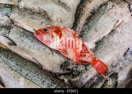 Red snapper and salmon for sale in the Pike Place Market, Seattle, Washington State, USA Stock Photo