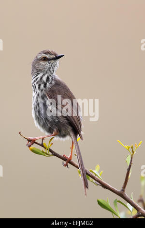 Karoo Prinia (Prinia maculosa) sitting on a twig in the Amakhala Game Reserve, Eastern Cape, South Africa. Stock Photo