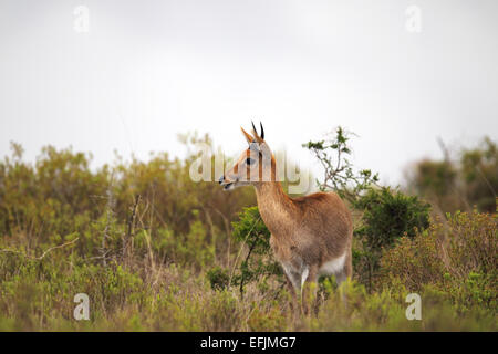 Waterbuck (Kobus ellipsiprymnus) in the Amakhala Game Reserve, Eastern Cape, South Africa. Stock Photo