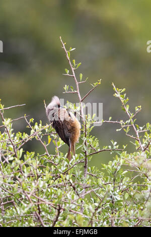 Speckled Mousebird (Colius striatus) sitting in a bush in the Amakhala Game Reserve, Eastern Cape, South Africa. Stock Photo