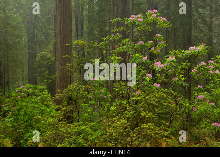 Rhododendron blooms along the trail in Redwood National Park. California. spring
