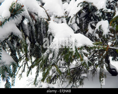 Lonely urban pine tree covered with snow. Stock Photo