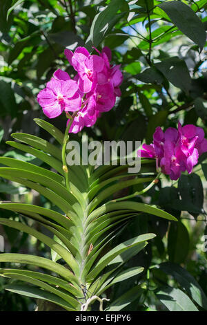 Purple orchids in the Tan Hoon Siang Misthouse at the Singapore National Orchid Garden. Stock Photo