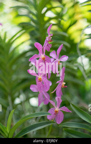 Purple orchids at the Singapore National Orchid Garden. Stock Photo