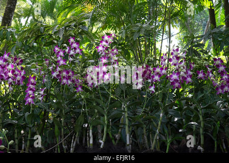 Orchids at the Singapore National Orchid Garden. Stock Photo