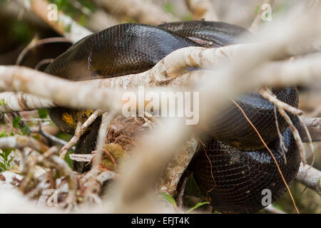 A large, dark-colored snake with glossy, textured scales is coiled tightly among light-colored tree branches and twigs. The snake's body forms several loops, partially obscured by out-of-focus Stock Photo