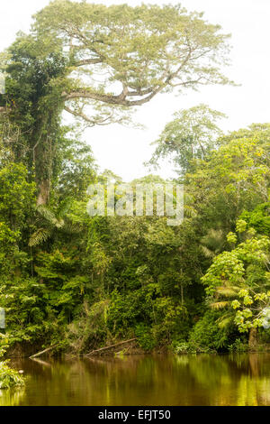 Cuyabeno River With Ceiba Amazonica Ecuador Stock Photo