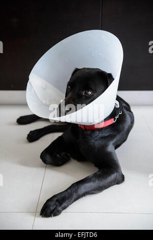 Injured black Labrador Retriever wearing a dog cone Stock Photo