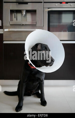 Injured black Labrador Retriever wearing a dog cone in the kitchen Stock Photo