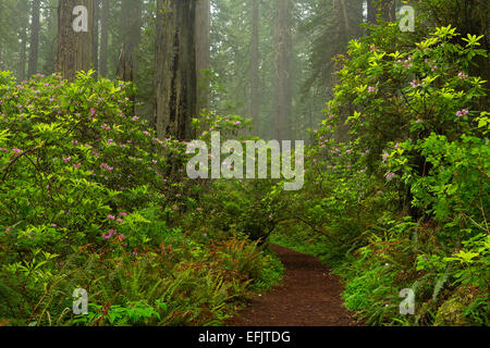 Rhododendron blooms along the trail in Redwood National Park. California. spring
