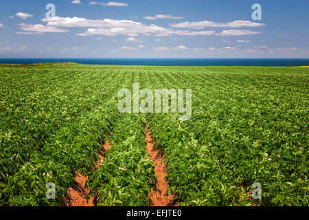 Rows of potato plants growing in large farm field at Prince Edward Island, Canada Stock Photo