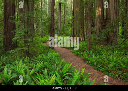 A trail passes Oxalis and ferns which make a carpet of undergrowth amongst massive Redwood (Sequoia semervirens) trees in the St