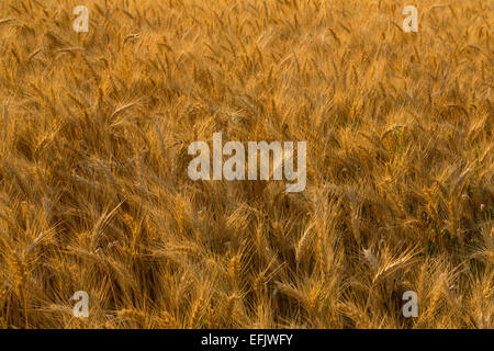 Golden wheat fields of summer in the palouse agricultural region of Washington. USA Stock Photo