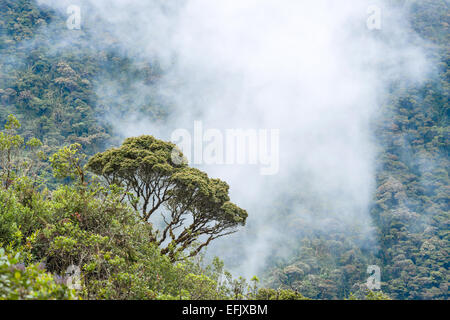 Clouds envelop the hills near Macas, Andes. Ecuador Stock Photo