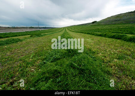 Newly-mowed alfalfa hay in the Pahsimeroi Valley Idaho Stock Photo