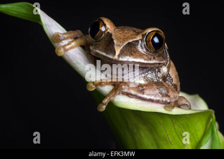 Brown Tree Frog Stock Photo