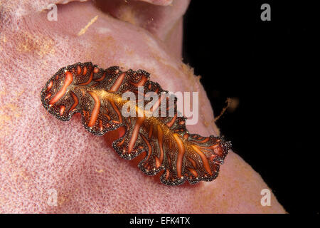 Polyclad Flatworm, Pseudobiceros bedfordi, Indonesia Stock Photo