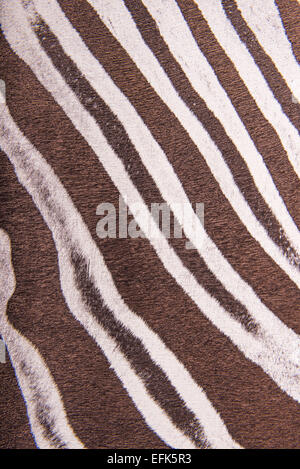 Brown striped zebra fur imitation, background Stock Photo