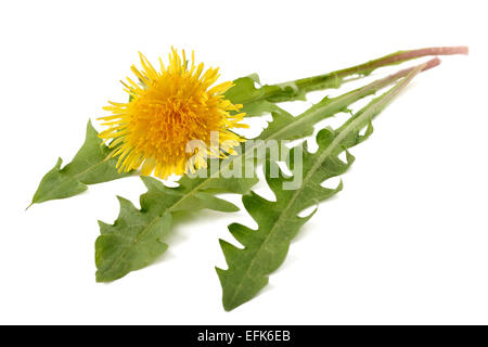 Dandelion flower and dandelion isolated on white background Stock Photo