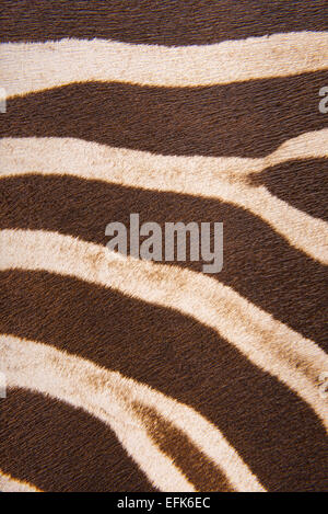 Brown striped zebra fur imitation, background Stock Photo