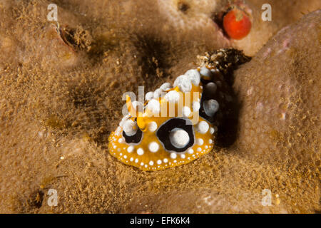 Ocellate Nudibranch, Phyllidia ocellata, Indonesia. Stock Photo