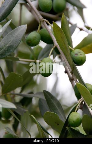 Fruit of the olive tree (Olea europaea). It is also called True olive tree. It is often a gnarled tree in the genus of olive trees (Olea). Since the 4th millennium BC, it is grown as a crop. The oil of its fruit is popular for thousands of years until toda Stock Photo