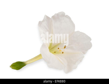 four o'clock flower isolated on white background Stock Photo