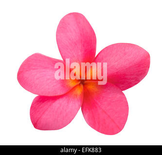 Red Frangipani flowers  isolated on white Stock Photo