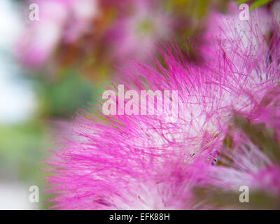 Extreme closeup pink powderpuff blooming Stock Photo