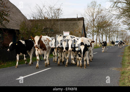 Cattle on the road. Lower Saxony is heavily characterized by agriculture. Where there is no arable farming, you can see cattle grazing, to feast on juicy grass. Photo: Klaus Nowottnick Date: October 24, 2014 Stock Photo