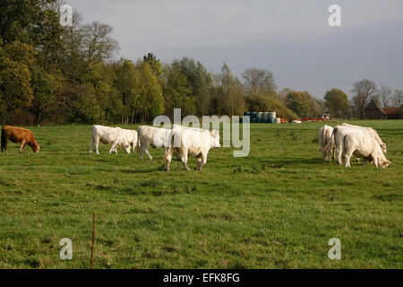 Cattle in a pasture in Buettel. Lower Saxony is heavily characterized by agriculture. Where there is no arable farming, you can see cattle grazing, to feast on juicy grass. Photo: Klaus Nowottnick Date: October 24, 2014 Stock Photo