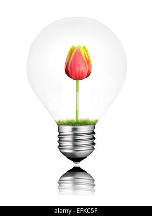 Light Bulb with Red Tulip Flower Growing Inside Isolated on White Background. Light bulb has a reflection Stock Photo