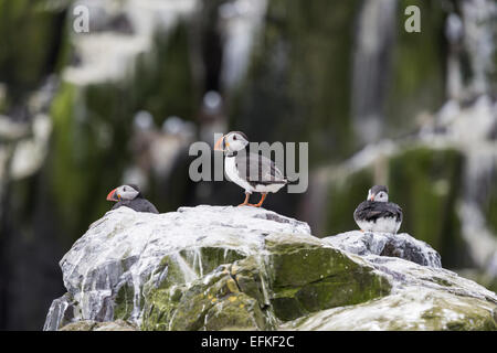 Three puffins on Farne Islands, Northumberland Coast, UK Stock Photo