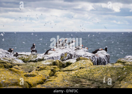 Resting Puffins, Farne Islands, UK Stock Photo