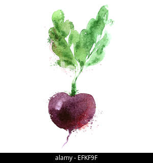 beet vector logo design template. vegetables or food icon. Stock Photo