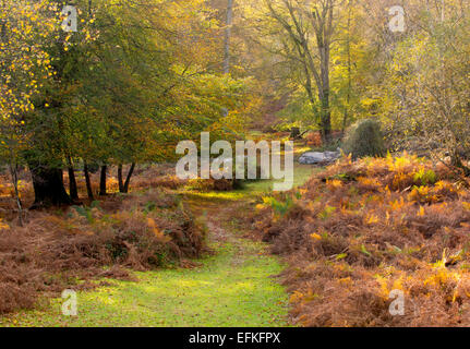 A view of the autumn colours in Mark Ash Wood. Stock Photo
