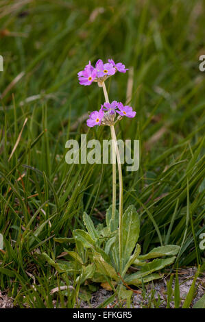 Birdseye primrose (Primula farinosa) flowering in a clearing in Challan Hall Woods, Cumbria. May. Stock Photo