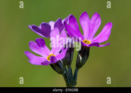 Close-up on the flower head of a birdseye primrose (Primula farinosa) flowering in a clearing in Challan Hall Woods, Cumbria. Ma Stock Photo
