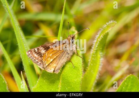 Dingy skipper (Erynnis tages), adult at rest on a leaf at Warton Crag, Cumbria. May. Stock Photo