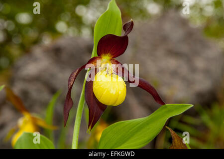 Lady's slipper orchids (Cypripedium calceolus) flowering at Gait Barrows National Nature Reserve in Cumbria. May. Captive subjec Stock Photo