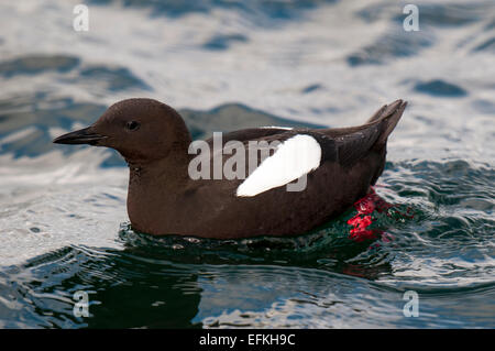 Black Guillemot (Cepphus grylle) adult swimming in the harbour at Oban, Argyll, Scotland. May. Stock Photo