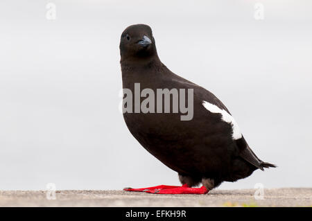 Black Guillemot (Cepphus grylle) adult standing on the harbour wall in Oban, Argyll, Scotland. May. Stock Photo