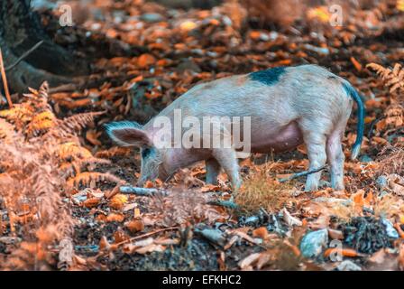 cochon de montagne dans la vallée de la restonica haute corse france 2B Stock Photo