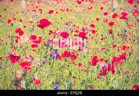 Red poppies and wild flowers growing in meadow with retro filter effect Stock Photo