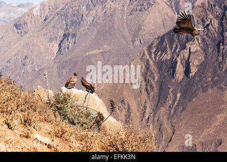 Three Andean Condors in the Colca Canyon near Arequipa, Peru Stock Photo