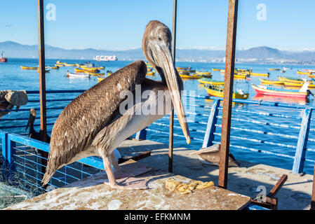 Standing pelican with colorful boats in the background in Coquimbo, Chile Stock Photo