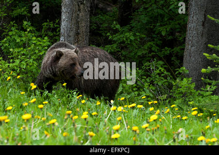 Grizzly Bear coming out of the woods near Olive Lake, Alberta Canada Stock Photo