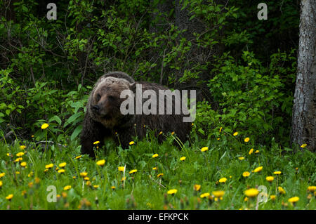 Grizzly Bear coming out of the woods near Olive Lake, Alberta Canada Stock Photo